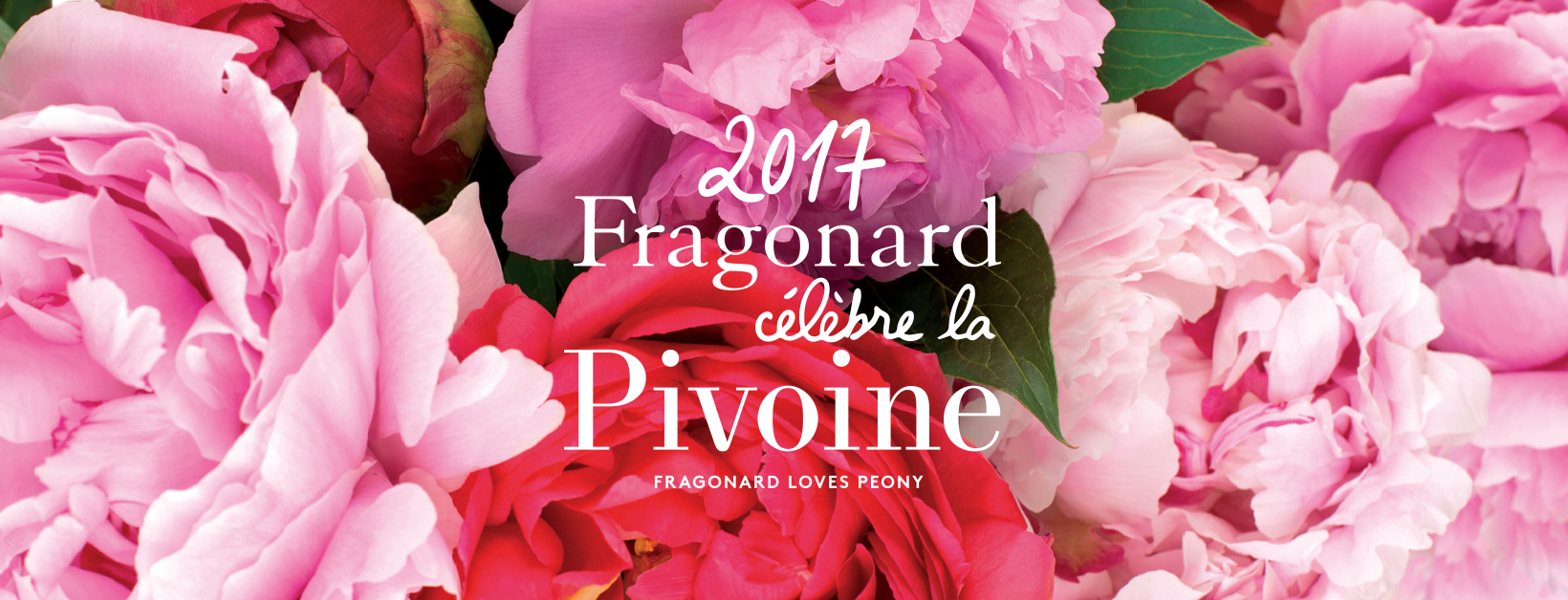 Fragonard célèbre la Pivoine