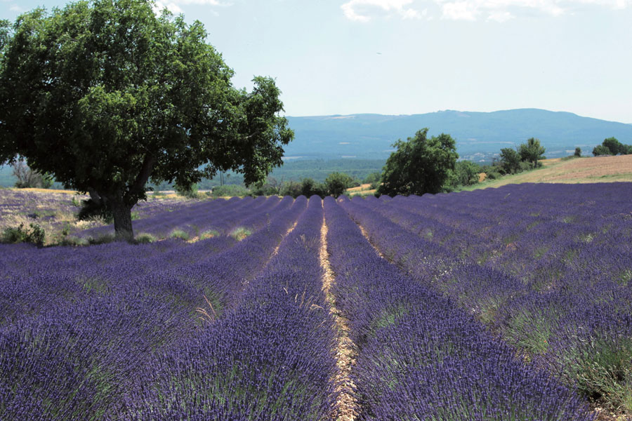 heurs de champs eau de parfum